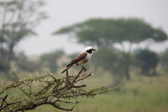 Eurocephalus ruppelli