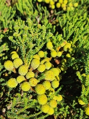 Berzelia abrotanoides, photograph Adele SL, CC BY, iNaturalist via GBIF