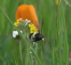 Volucella bombylans