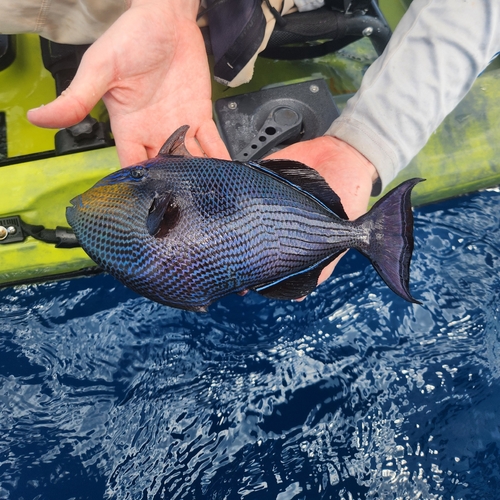 Melichthys niger