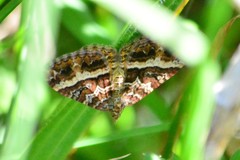 Chrysolarentia vicissata