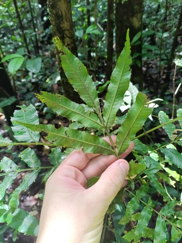 Touroulia guianensis (Touroulia guianensis)