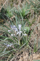 Iris loczyi