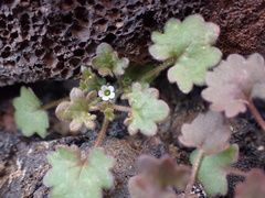 Phacelia rotundifolia