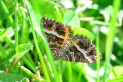 Chrysolarentia vicissata
