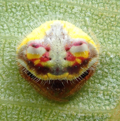 Poecilopachys australasia