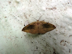 Hypochrosis hyadaria