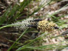 Carex senta