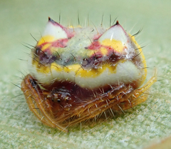 Poecilopachys australasia