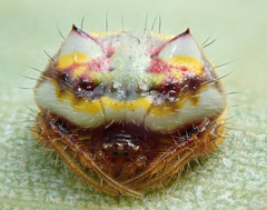 Poecilopachys australasia