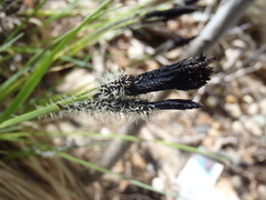 Carex senta