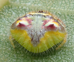 Poecilopachys australasia