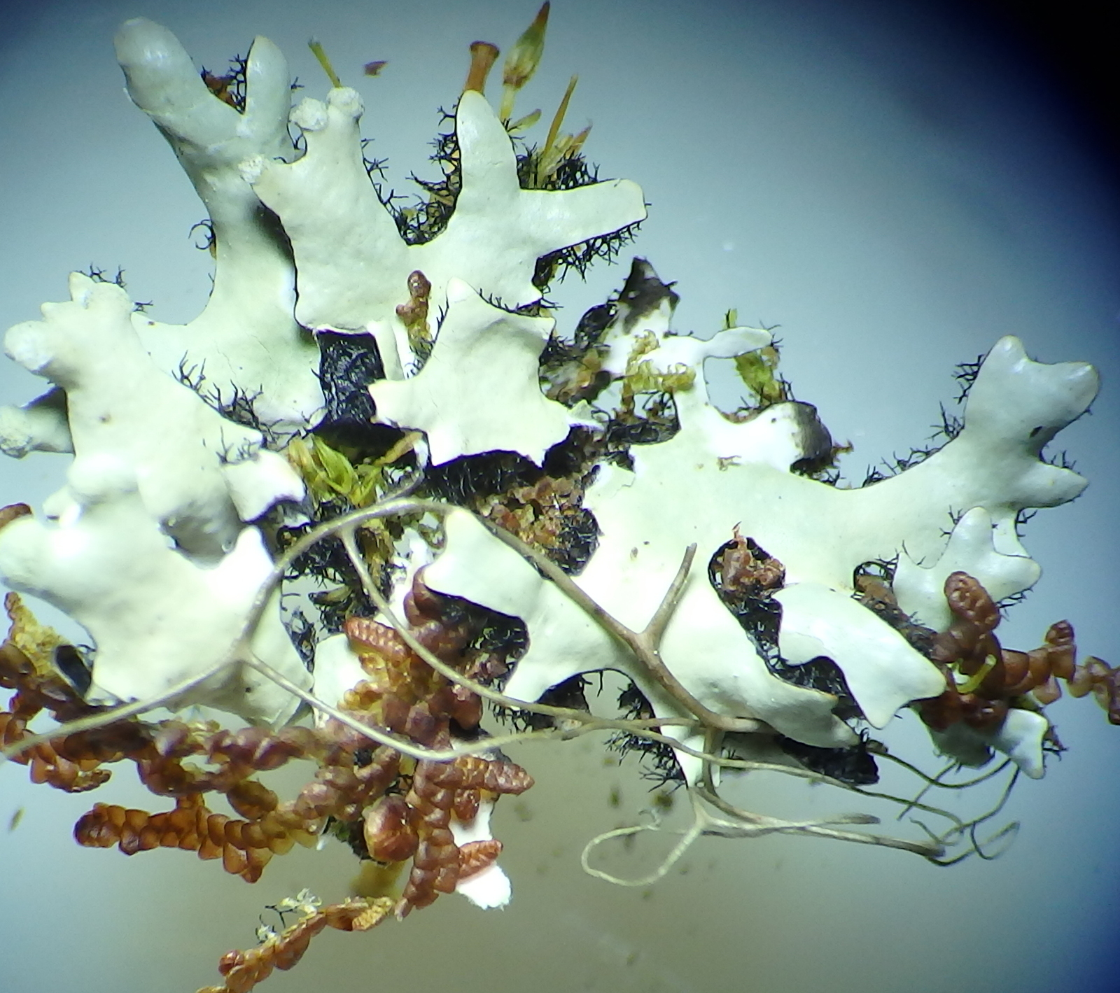 Hypotrachyna sinuosa image