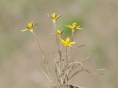 Gagea bulbifera