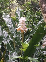 Alpinia hainanensis