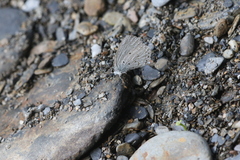 Celastrina lavendularis himilcon