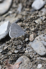 Celastrina lavendularis himilcon