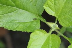 Teleopsis quadriguttata