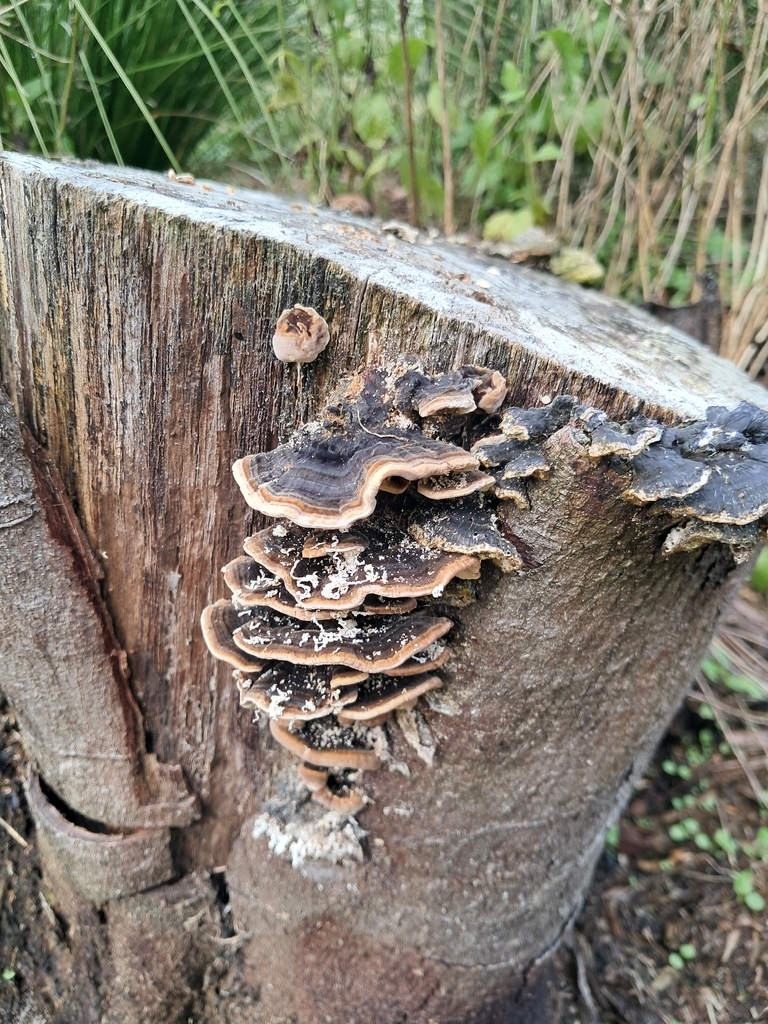 Trametes versicolor · April 2026 · photo: © plutoishere (iNaturalist, cc0)