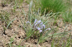 Iris loczyi