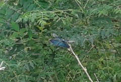 Rhyothemis fuliginosa