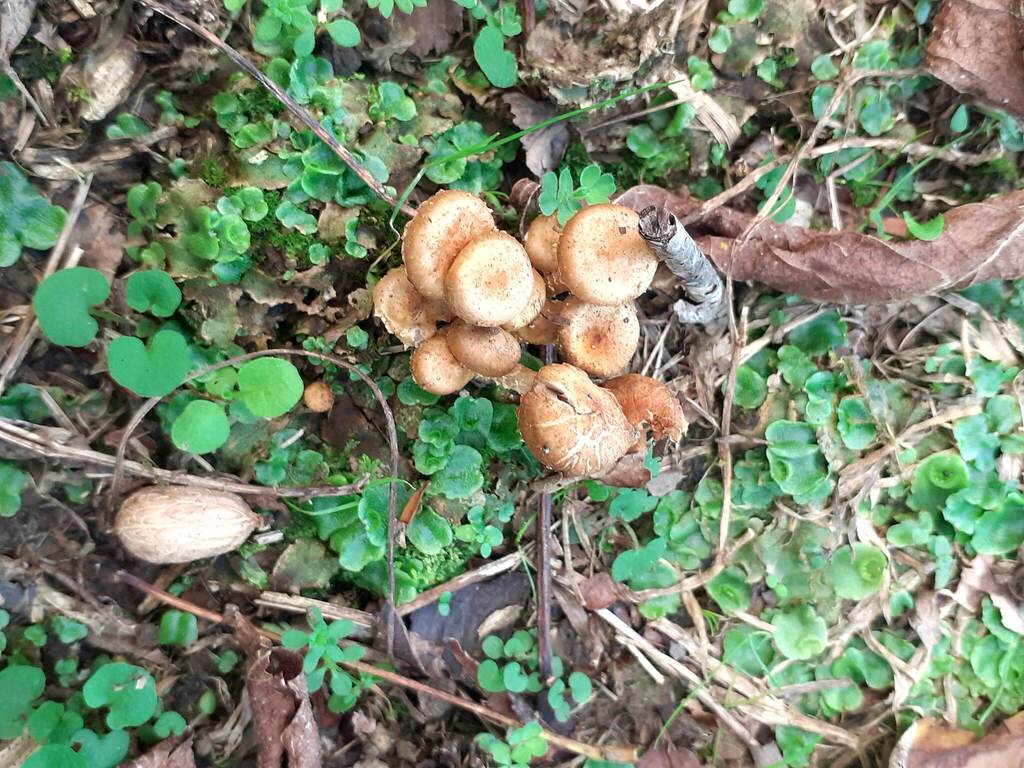 Pholiota subflammans · April 2026 · photo: © zemlya (iNaturalist, cc-by)