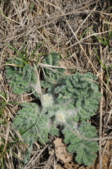 Phlomoides speciosa