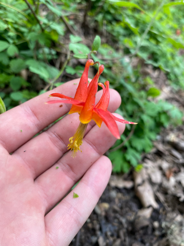 iNaturalist observation photo of western columbine