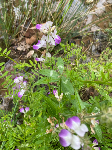 iNaturalist observation photo of Purple Chinese Houses