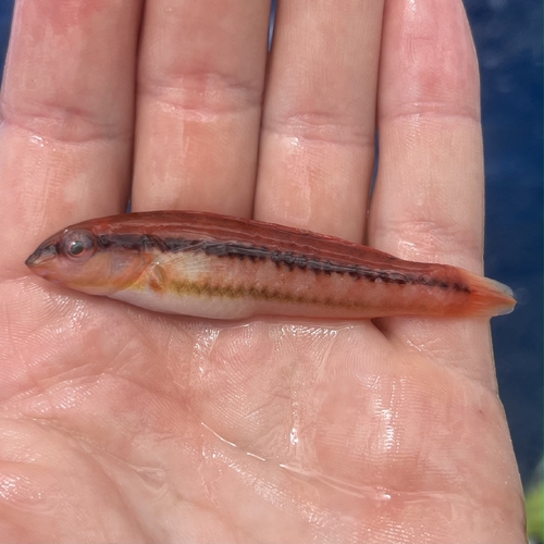 Halichoeres bivittatus