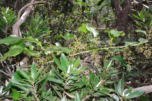 Hypserpa vieillardii observed 2025-11-25