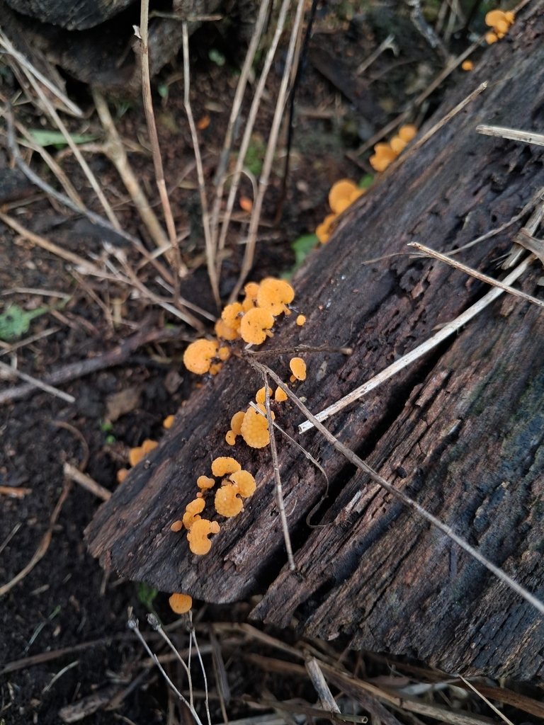 Favolaschia claudopus · April 2026 · photo: © plutoishere (iNaturalist, cc0)