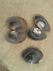 Sinanodonta woodiana