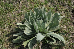 Verbascum songaricum