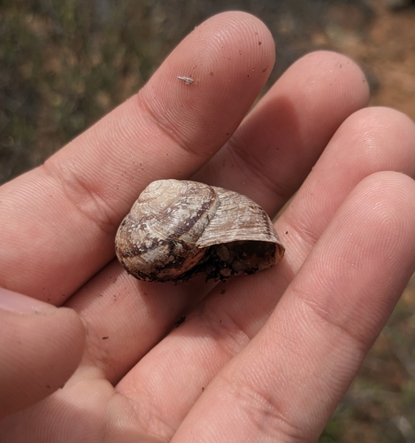 Xerarionta stearnsiana