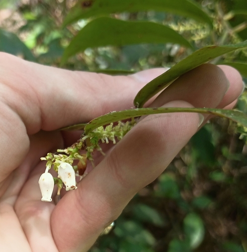 Leucothoe axillaris, photograph 1