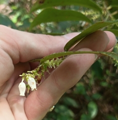 Leucothoe axillaris