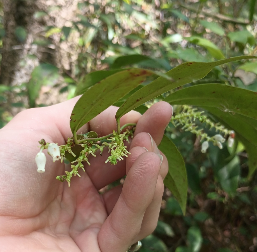 Leucothoe axillaris; photograph (c) Raven Dandridge, some rights reserved (CC BY)