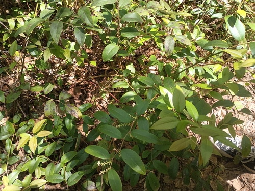 Leucothoe axillaris, photograph 3