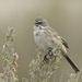 Sagebrush Sparrow - Photo (c) RJ Baltierra, some rights reserved (CC BY-NC), uploaded by RJ Baltierra