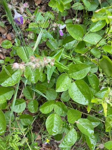 iNaturalist observation photo of forest scurfpea