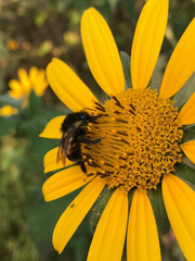 Bombus ephippiatus
