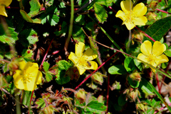 Potentilla matsumurae