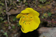 Potentilla matsumurae