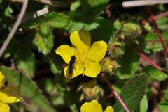 Potentilla matsumurae