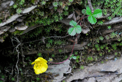 Potentilla matsumurae