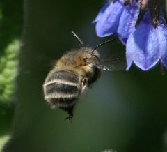 Anthophora quadrimaculata