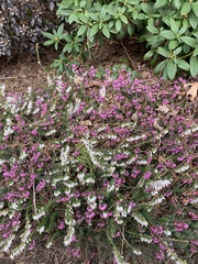 Ericeae