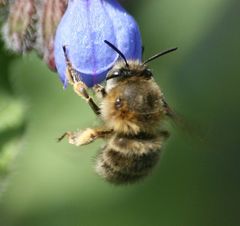 Anthophora quadrimaculata