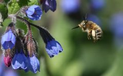 Anthophora quadrimaculata